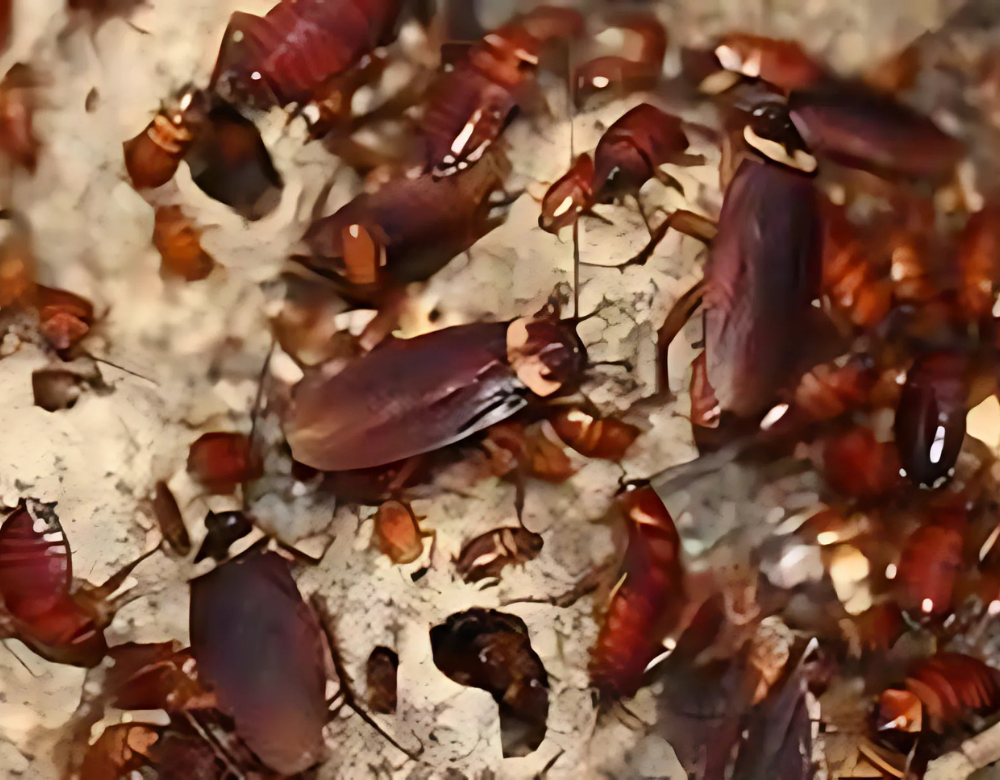 perisian suara